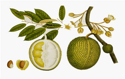 Durian Tree Clipart - Durian Botanical Drawing , Free Transparent Clipart - ClipartKey