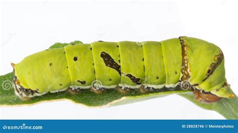 Common Lime Butterfly Larva Royalty Free Stock Image - Image: 28828746