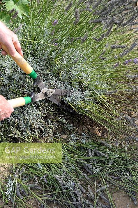 Pruning Lavender aft... stock photo by Thomas Alamy, Image: 0424769