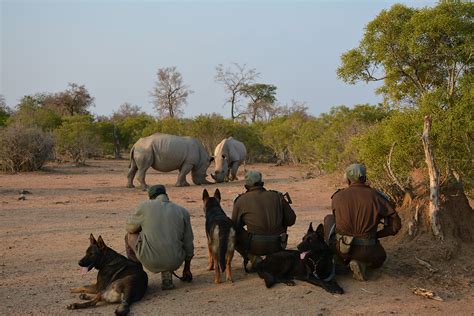 Your help is urgently needed to fight poaching in Southern Africa - International Rhino ...