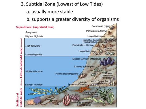 The Intertidal Zone Chapter ppt download