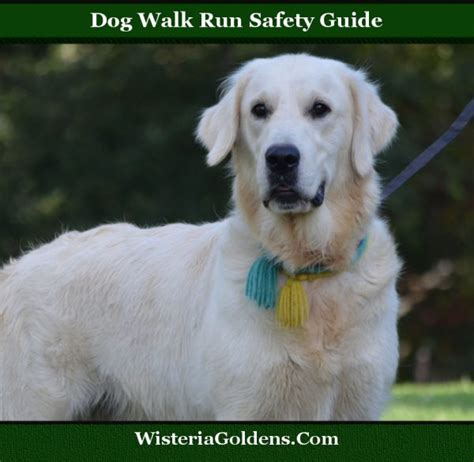 Dog Walk Run Safety