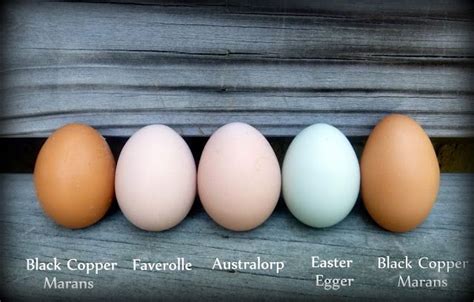 Discover a Rainbow of Egg Colors