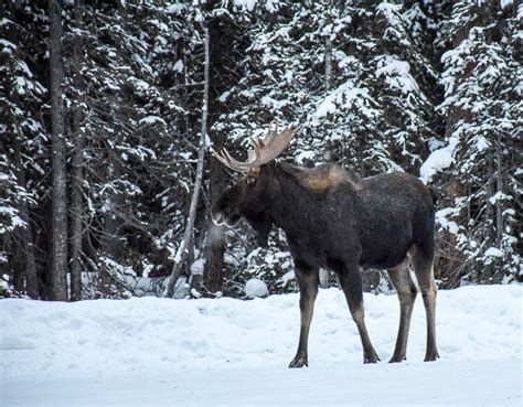 15 Things To Do in Banff in Winter if You Don't Like Skiing