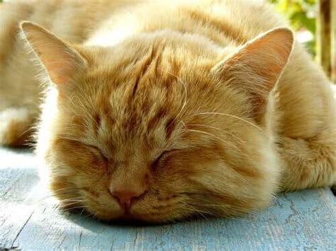 Facts about Cat Sleeping Habits - Cats - My Animals