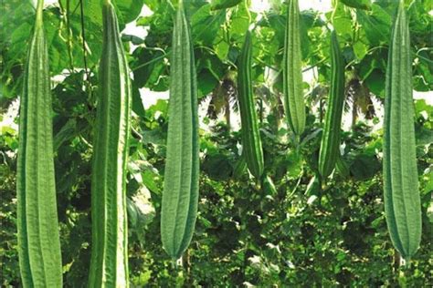 Thai Ridge Gourd Seeds Luffa Acutangula Seeds for Vegetable - Etsy UK