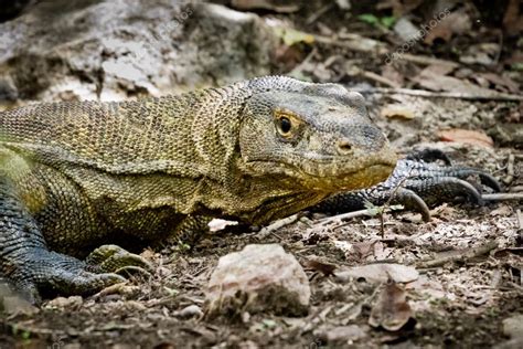 Komodo dragon in natural habitat — Stock Photo © kubais #5296178