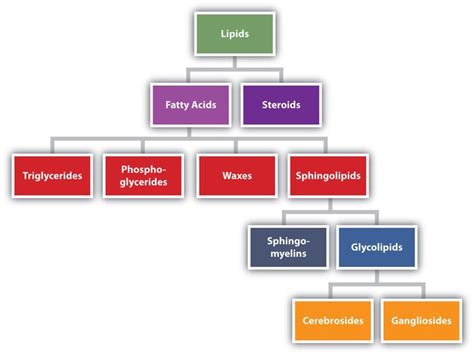 Lipid Organization Based on Structural Relationships | Biochemistry, Macromolecules ...