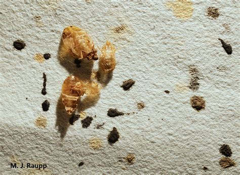 Ectoparasites go to school: Bed Bugs in DC, Cimex lectularius — Bug of the Week