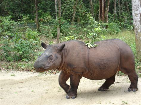 Critically endangered Sumatran rhino born in Indonesia - Manila Standard