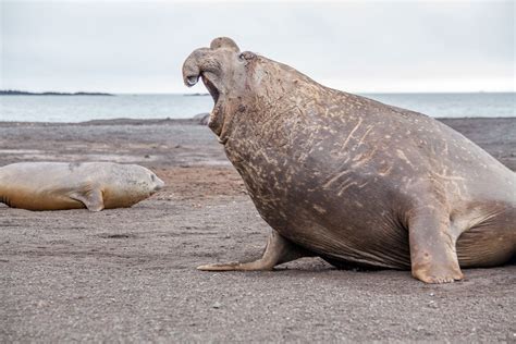 Animals in Antarctica: Discover the Wildlife in Antarctica | LANDED Travel