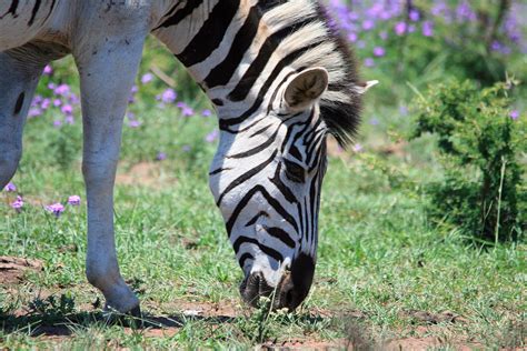 Zebra Grazing Free Stock Photo - Public Domain Pictures