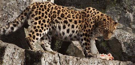 Animal Pedia: Amur Leopard- Most Critical Endangered Leopard