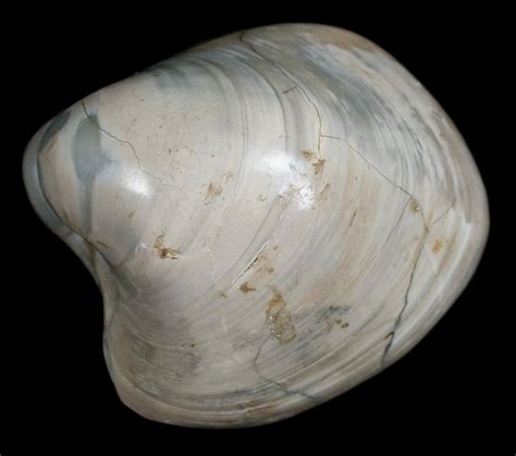 Polished Fossil Clam - Large Size (#5260) For Sale - FossilEra.com