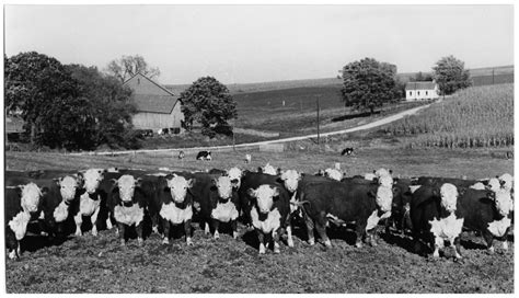 Hereford Cattle - The Portal to Texas History