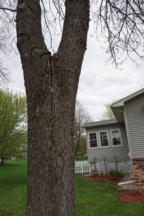 Any way to save a large tree that's starting to split/crack down the middle? - Gardening ...