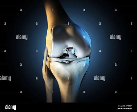 3D illustration showing knee joint with ligaments, meniscus, articular cartilage, fibula and ...