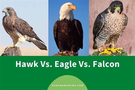 hawk vs eagle vs falcon comparison