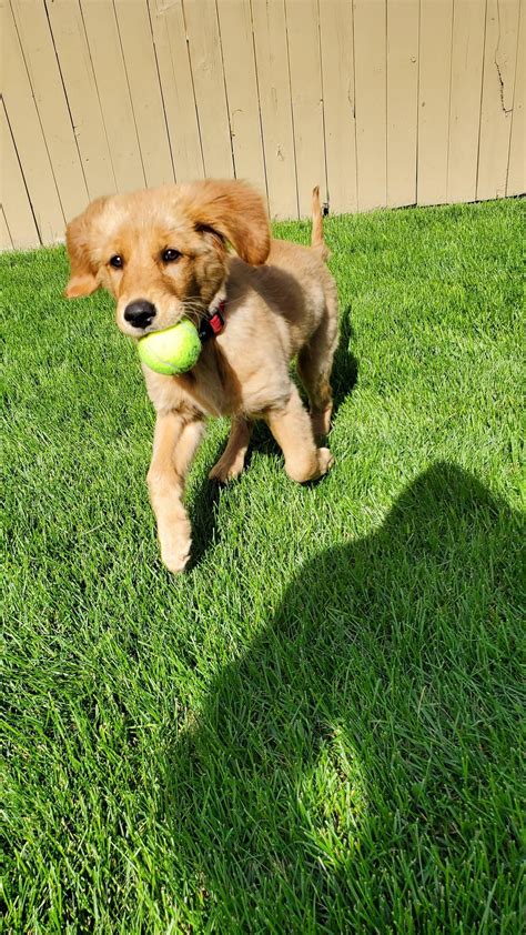 Pin on Golden Retriever