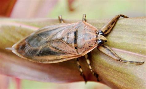 Giant water bug bite Pain scale, Symptoms, poisonous, Treatment - BigBear Pest Control