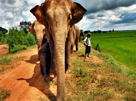 Surin Project - Save Elephant Foundation - Online News