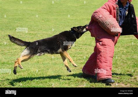 K9 dog in action on training, attack demonstration Stock Photo - Alamy