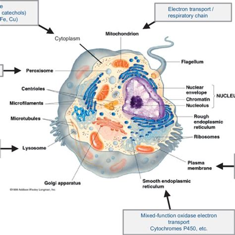 (PDF) Free Radicals and Reactive Oxygen Species