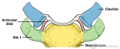 The Sternoclavicular Joint - Structure - Movement - TeachMeAnatomy