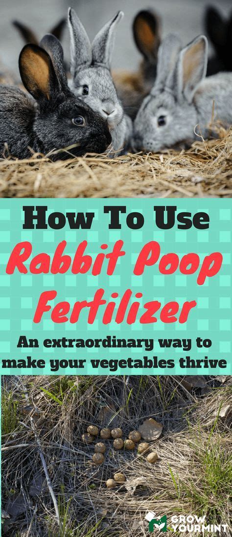 How to use rabbit poop fertilizer #garden#fertilizer#growyourmint Fall Vegetables, Organic ...