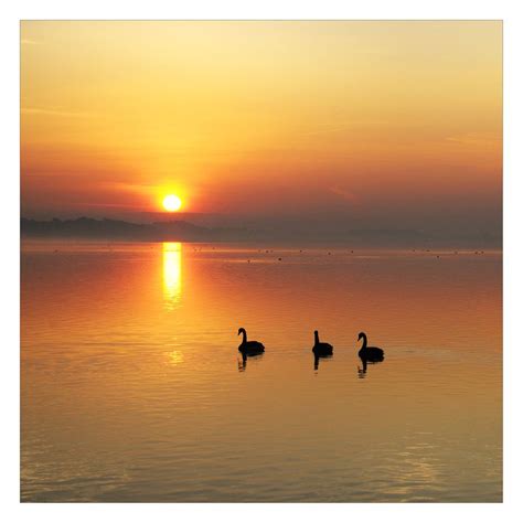 Swan Lake Sunset | Lake sunset, Sunset, Scenery