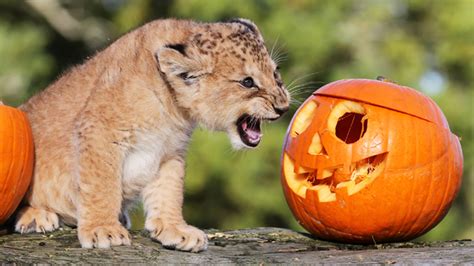 Halloween comes to the zoo | Fox News