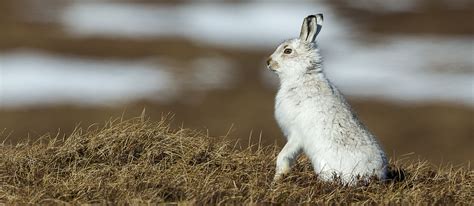 Mountain Hare | Local Hare From Highland, Scotland