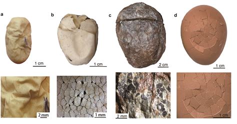 Recent fossil discovery suggests the first dinosaur egg was leathery