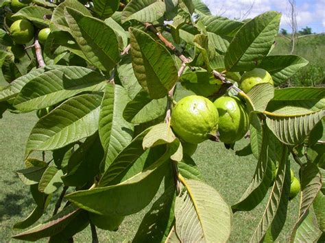 Barbados Flora & Fauna: Guava Trees (Psidium guajava) Guava Fruit Tree, Guava Plant, Fruit Trees ...