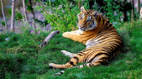 3 Best Places To See Wildlife In Asia - Aspiring Backpacker - Travel ...