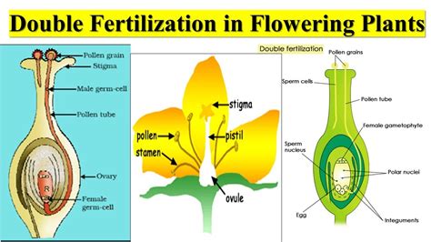 Double Fertilization in Flowering Plants | Pollen Grain | Ovary | Stamen | Pistil - YouTube