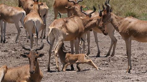 Hartebeest herd - Stock Video Clip - K008/4197 - Science Photo Library