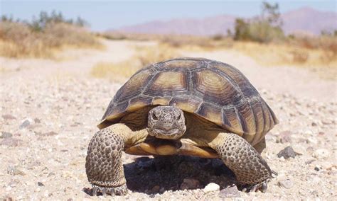 Home - Desert Tortoise Council