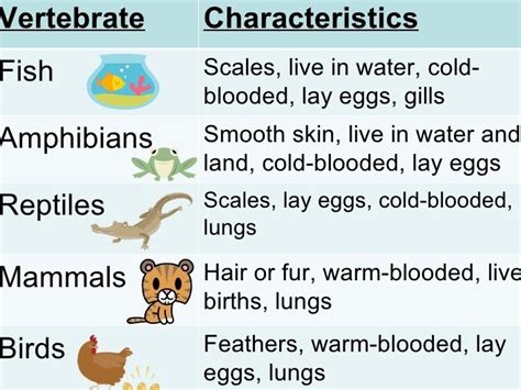 Classification And Characteristics Of Different Types Of