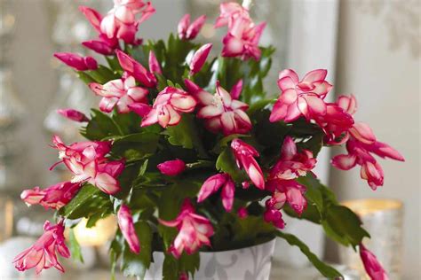 How To Care For A Christmas Cactus - BBC Gardeners World Magazine