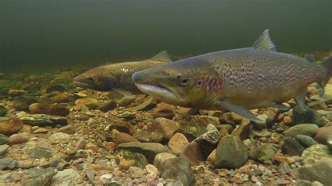 Celebrating wild Atlantic salmon on World Fish Migration Day | Fly ...