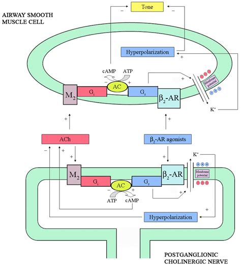 Pharmaceuticals | Free Full-Text | Beta-Adrenergic Agonists