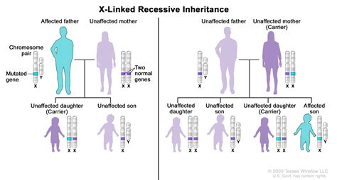 Sex-Linked Traits