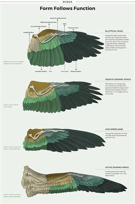 an image of different types of wings and their functions in each wing, from the top to the bottom