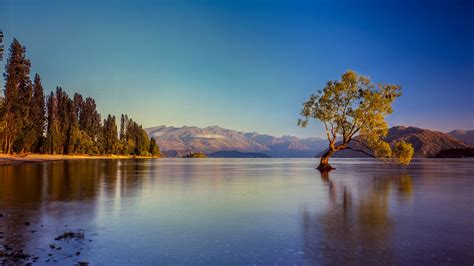 Lake Wanaka | The willow tree at lake Wanaka, taken just aft… | Flickr