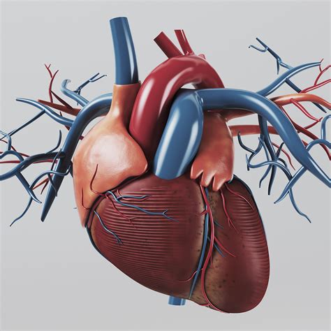 human heart - internal anatomy 3d model