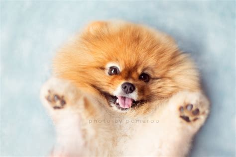 Flint the Pomeranian, An Adorable Fluffy Dog Who Goes on Many Exciting ...