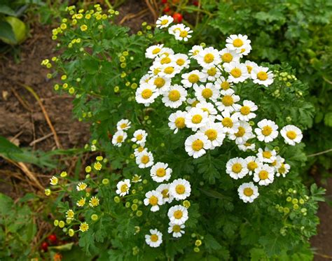 Florez Nursery: Feverfew, Tanacetum parthenium