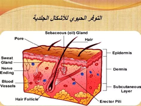 PPT - التوفر الحيوي للأشكال الجلدية PowerPoint Presentation - ID:6918220