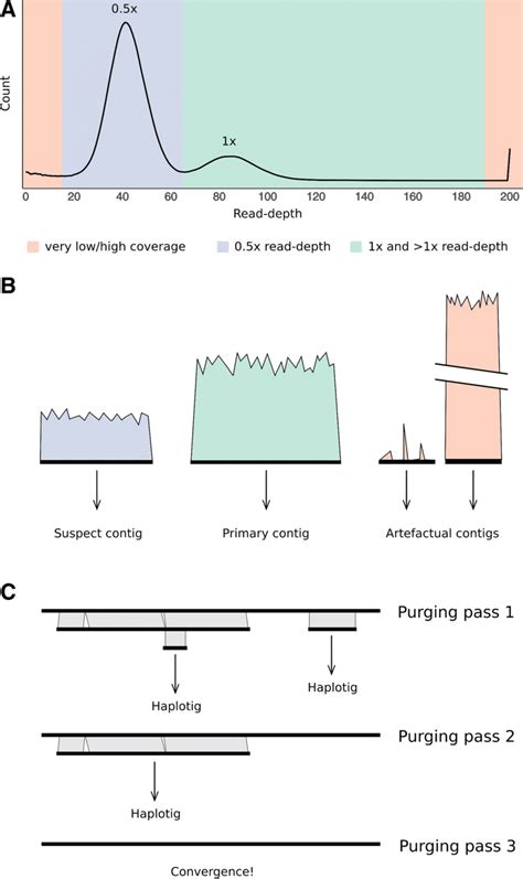 Purge Haplotigs Implementation. a Genome-wide read-depth histogram.... | Download Scientific Diagram